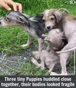 Read more about the article From Trash to Triumph: The Inspiring Rescue of Three Helpless Puppies