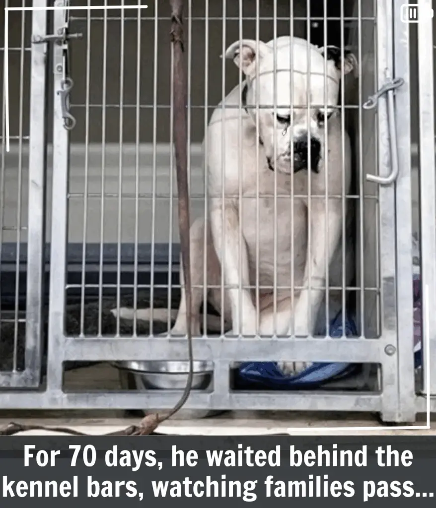 Read more about the article Heartbroken Dog Abandoned by His Family Finally Finds Hope Again