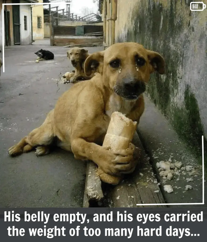 You are currently viewing Touching Scene: Homeless Dog Joyful Reaction to a Simple Gift of Bread