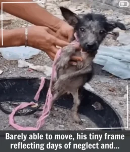 Read more about the article Armor’s Incredible Rescue: From Chains to a Life of Freedom
