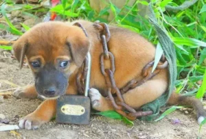 Read more about the article From Chains to Freedom: The Birthday Rescue of a Forgotten Puppy