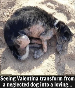 Read more about the article Valentina’s Journey: From Fragile Pup to Thriving Companion