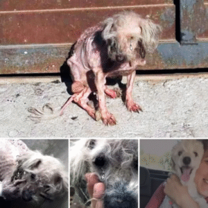 Read more about the article Benny’s Journey: From Neglect to a Life Filled With Love