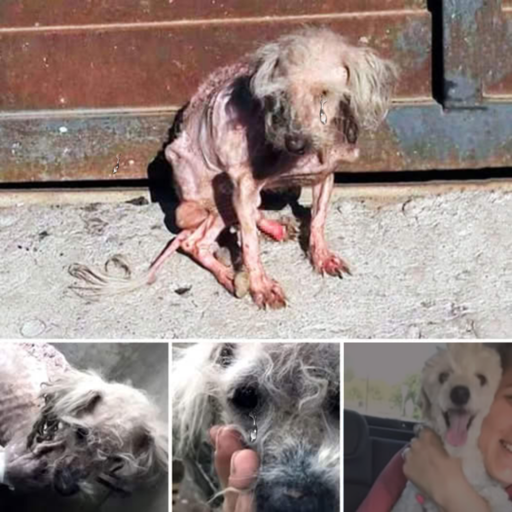 You are currently viewing Benny’s Journey: From Neglect to a Life Filled With Love