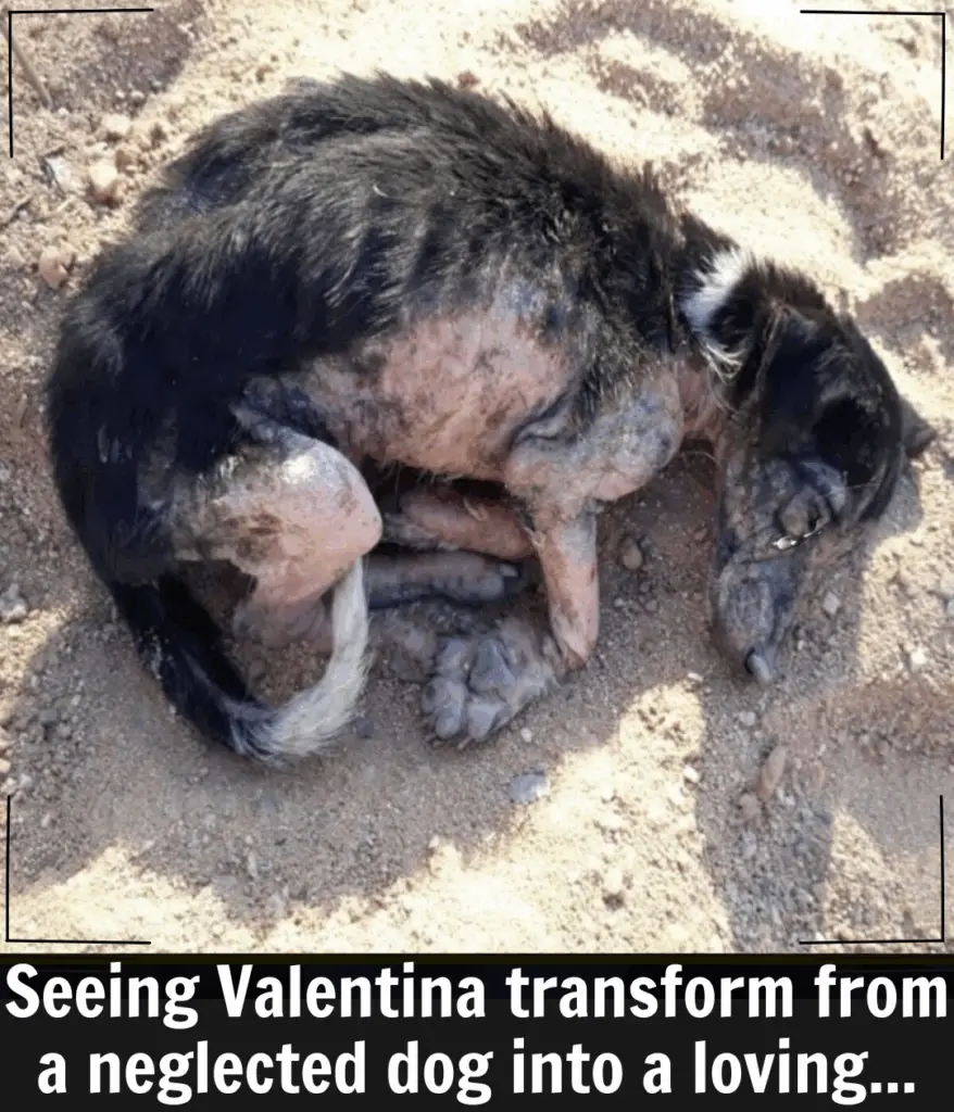 You are currently viewing Valentina’s Journey: From Fragile Pup to Thriving Companion