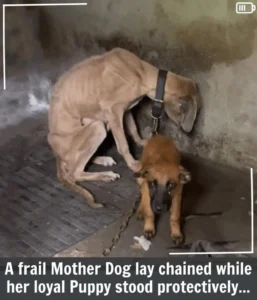 Read more about the article Puppy’s Courage and Devotion Shine in the Face of Neglect