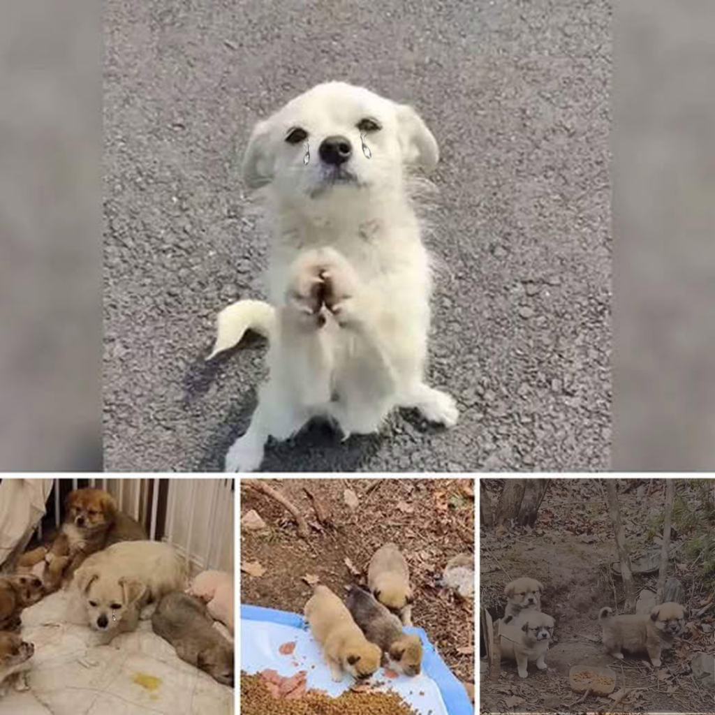 Read more about the article The Brave Stray Mother Dog Who Risked Everything for Her Puppies