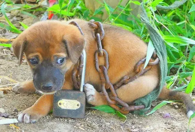 You are currently viewing From Chains to Freedom: The Birthday Rescue of a Forgotten Puppy