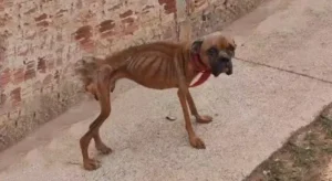 Read more about the article Felix’s Journey: From Skin and Bones to a Life Filled With Love