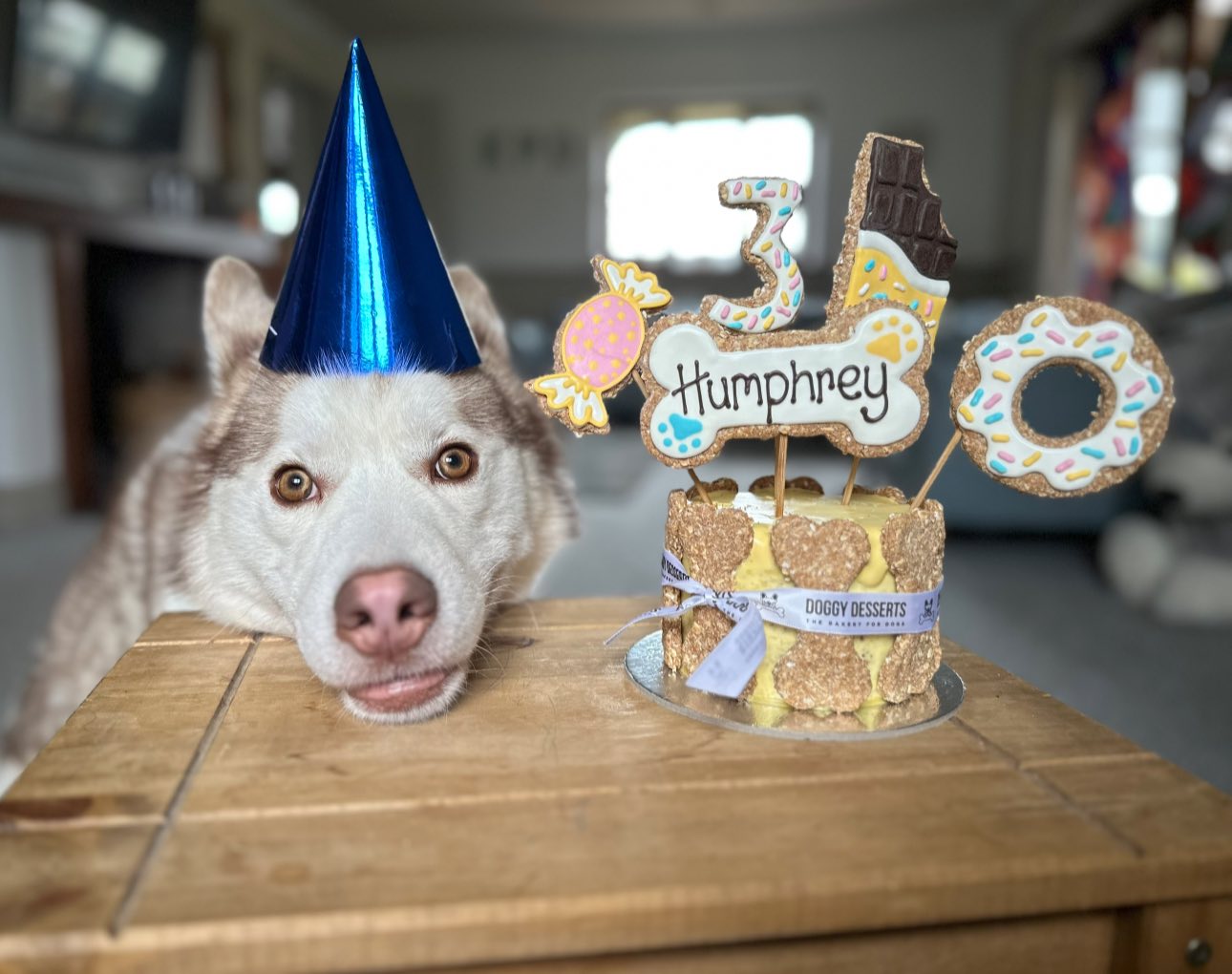 You are currently viewing Humphrey’s Heartwarming Halloween: A Husky’s Celebration of Love, Treats, and Joy”