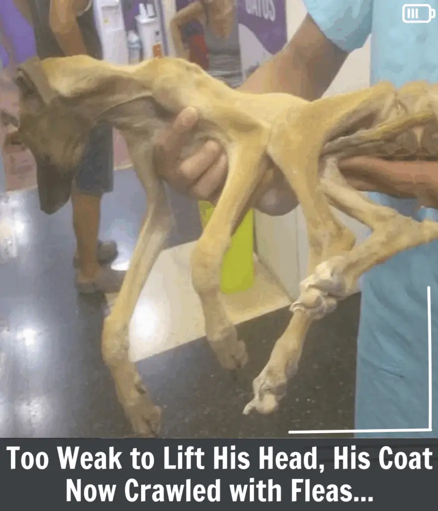 Read more about the article From Flea-Infested Misery to Freedom: A Dog’s Inspiring Journey Toward Hope and Healing