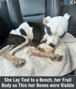 Read more about the article She-Ra’s Story Starts at a Bus Stop Bench—but Where It Ends Will Leave You in Tears