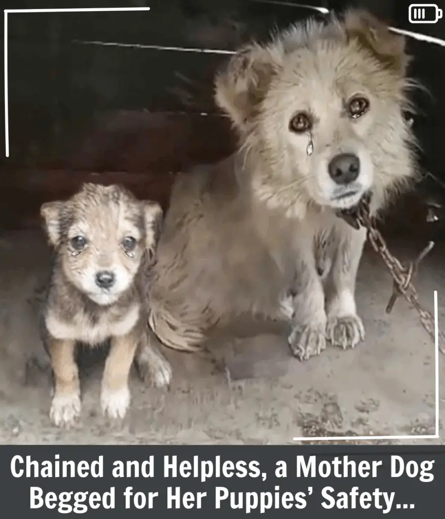 You are currently viewing A Mother’s Plea: The Rescue That Changed Everything Forever