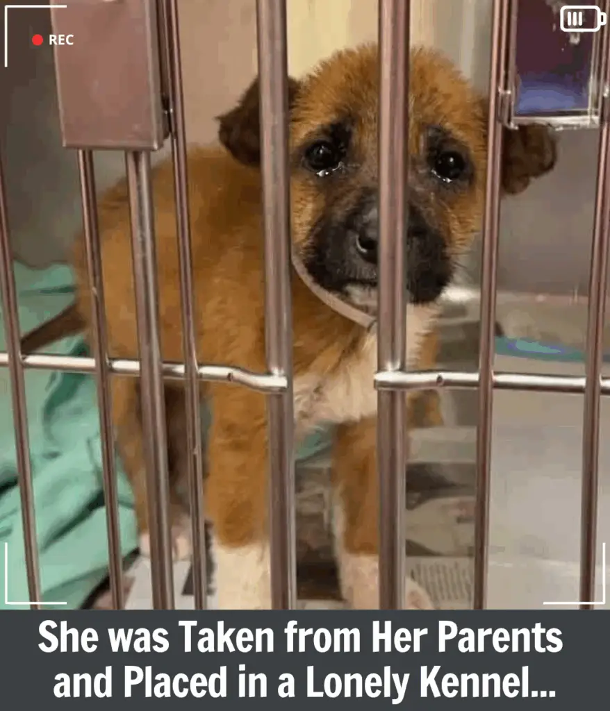 You are currently viewing Carly’s Fight for Life: The Puppy Who Survived a Fate No Animal Should Ever Face