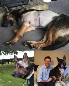 Read more about the article Finn the Fearless: The Police Dog Who Saved a Life and Changed the Law Forever