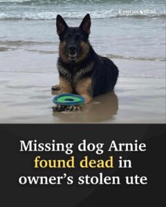 Read more about the article The Heartbreaking Story of Arnie — A Loyal German Shepherd Betrayed by the Person He Trusted Most
