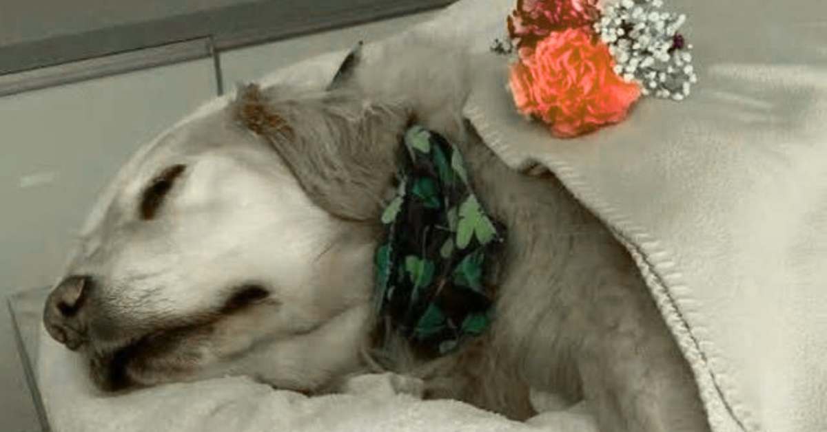 You are currently viewing Goodbye, My Beloved Dog: A Heartfelt Tribute to My Best Friend