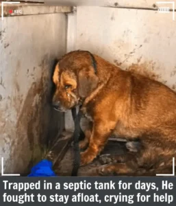 Read more about the article From Darkness to Light: Andy’s Incredible Journey of Survival and Hope