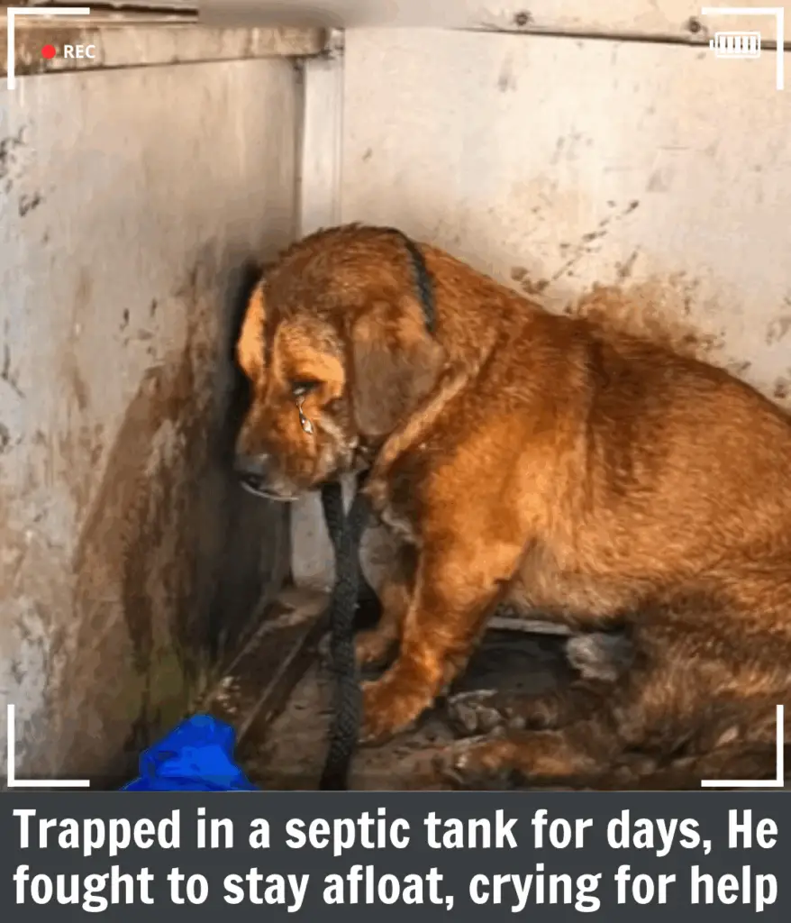 You are currently viewing From Darkness to Light: Andy’s Incredible Journey of Survival and Hope