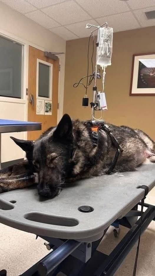 You are currently viewing A Brave Fighter on the Table: The Story of a Dog Who Refused to Give Up