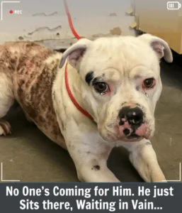 Read more about the article Casper’s Heartbreaking Journey: From Shelter Stress to Second Chances