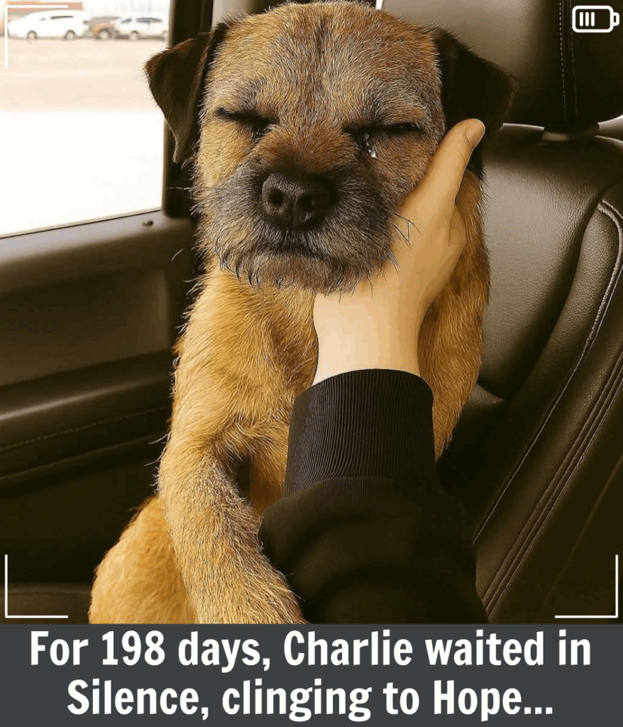 You are currently viewing The 198-Day Miracle: How Forgotten Charlie Finally Found the Home He Dreamed Of