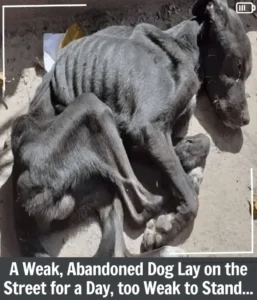 Read more about the article From Despair to Joy: The Heart-Touching Journey of a Rescued Degas Who Finally Found Home