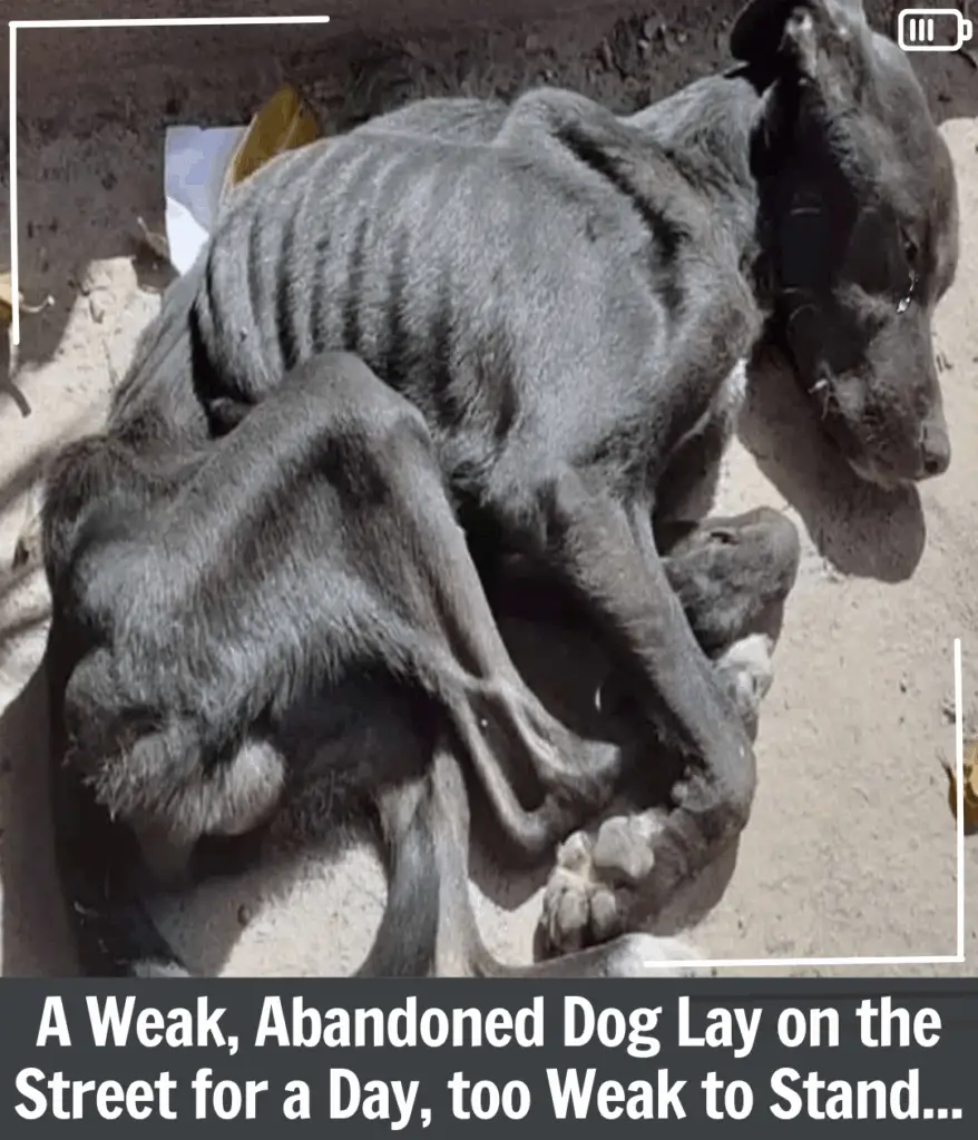 You are currently viewing From Despair to Joy: The Heart-Touching Journey of a Rescued Degas Who Finally Found Home