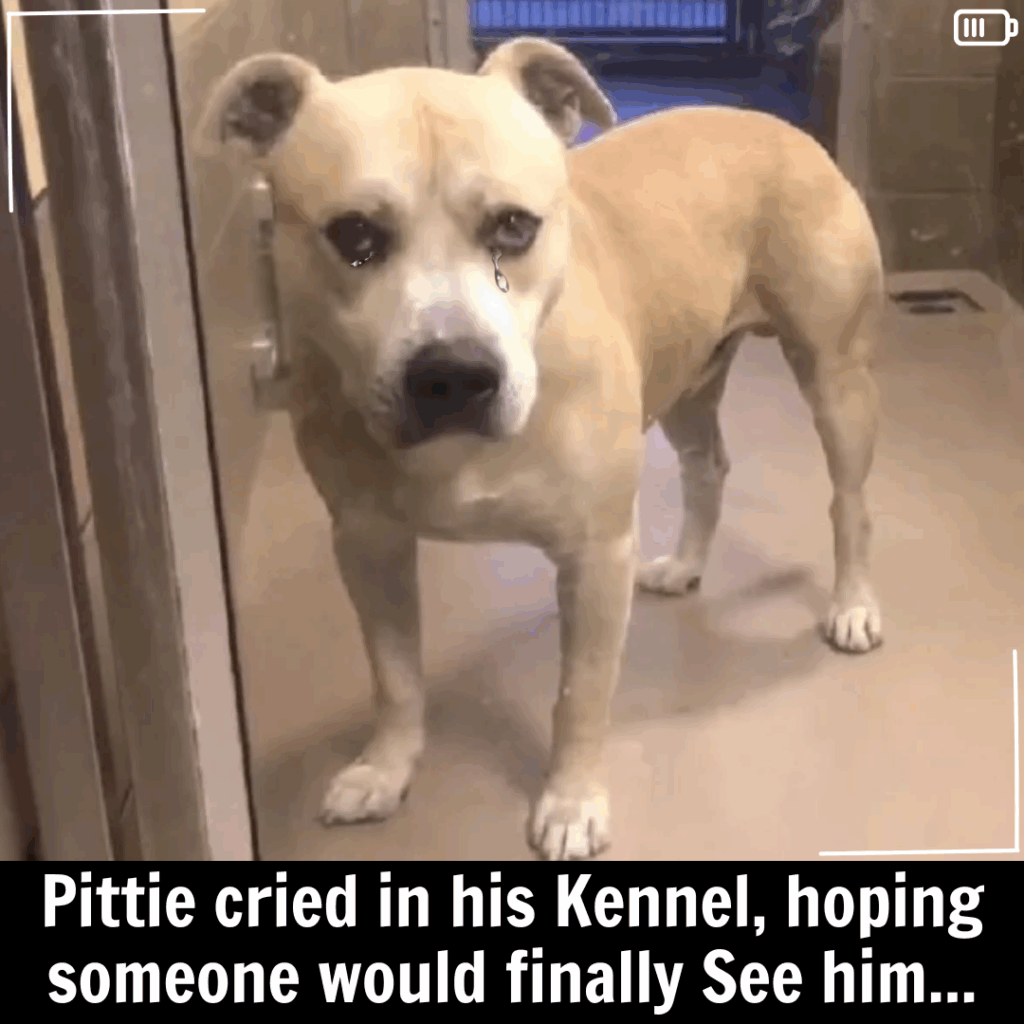 You are currently viewing Hogan’s Journey: From Kennel Tears to a Forever Home