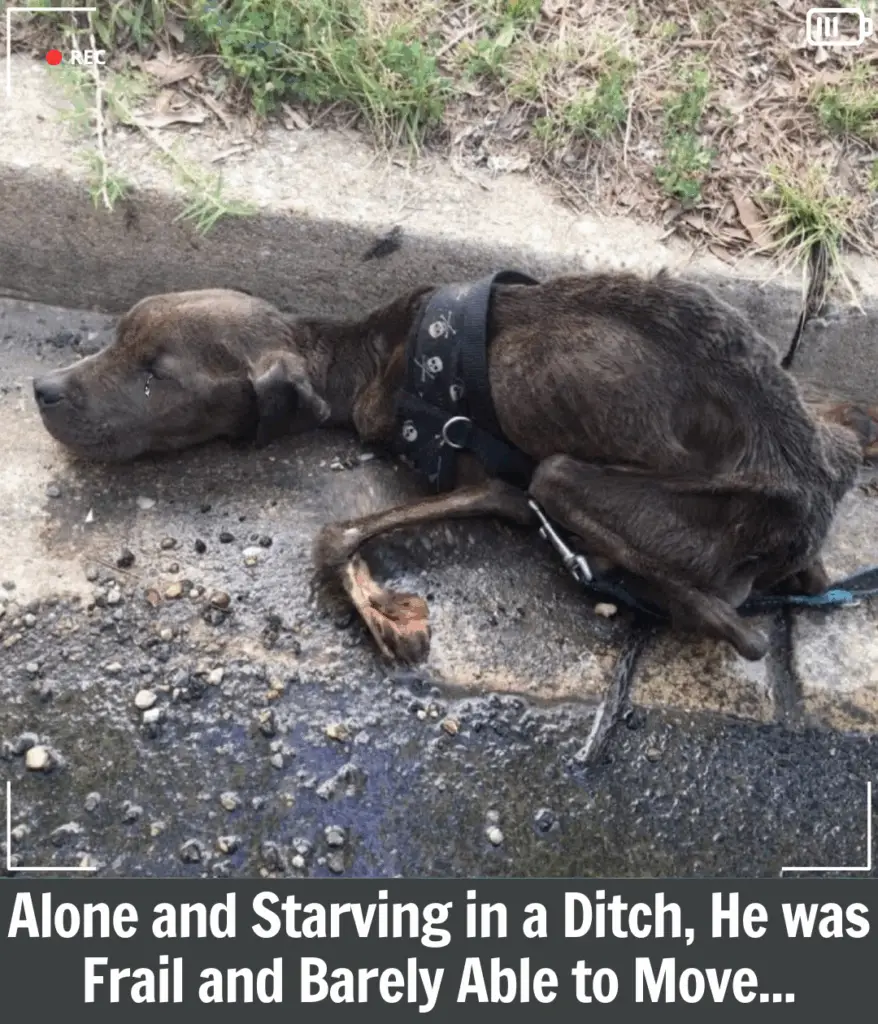 You are currently viewing Tig’s Miracle: From a Ditch of Despair to a Life Full of Joy