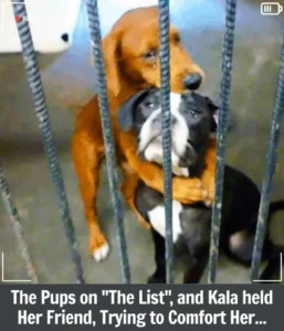 Read more about the article Kala and Keira’s Journey: The Photo That Saved Their Lives and Led Them Home