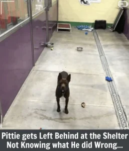 Read more about the article Kenny the Pit Bull: From Being Left Behind to Finding His Forever Home