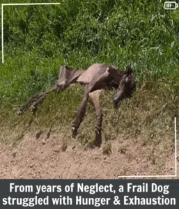 Read more about the article Against All Odds: Mau’s Unbelievable Journey of Survival