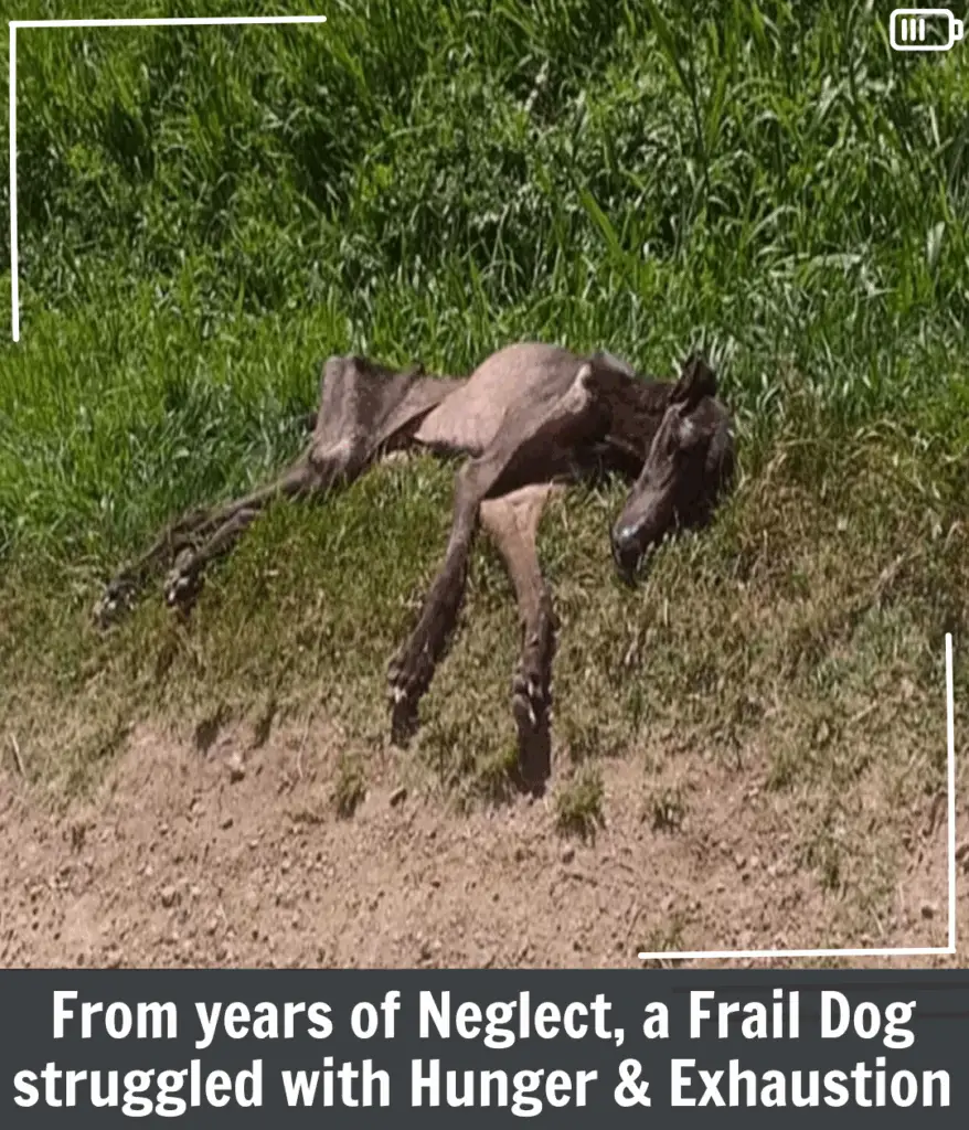 You are currently viewing Against All Odds: Mau’s Unbelievable Journey of Survival