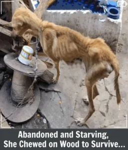 Read more about the article Olive’s Journey: From a Puppy Factory Prisoner to a Life Filled With Love