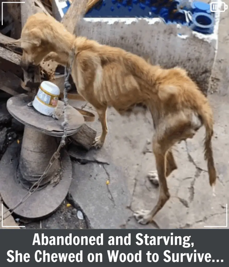 You are currently viewing Olive’s Journey: From a Puppy Factory Prisoner to a Life Filled With Love