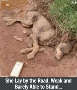 Read more about the article Serena’s Story: A Mother’s Love That Refused to Break