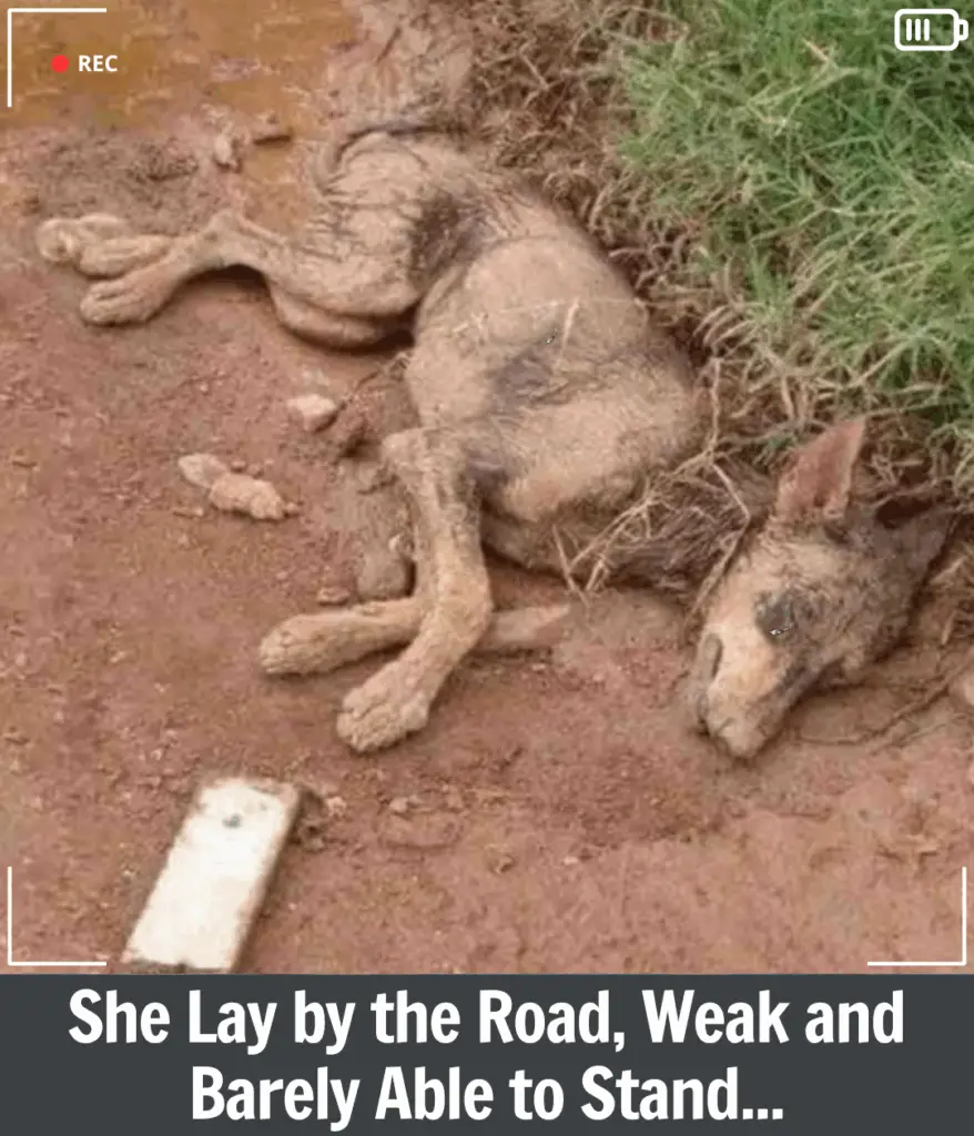 You are currently viewing Serena’s Story: A Mother’s Love That Refused to Break