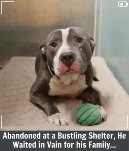 Read more about the article Stormy’s Miracle: The Loyal Pit Bull Abandoned by His Family but Saved by Love