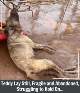 Read more about the article Teddy’s Courage: The Unforgettable Journey From Pain to Peace