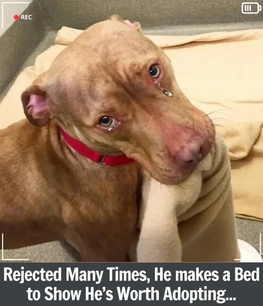 Read more about the article Homeless Rush Who Faced Endless Rejection Made His Bed to Show He Was Worth Loving