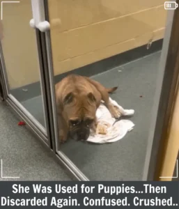 Read more about the article Kelly’s Story: A Mama Dog Still Waiting for the Forever Home She Deserves