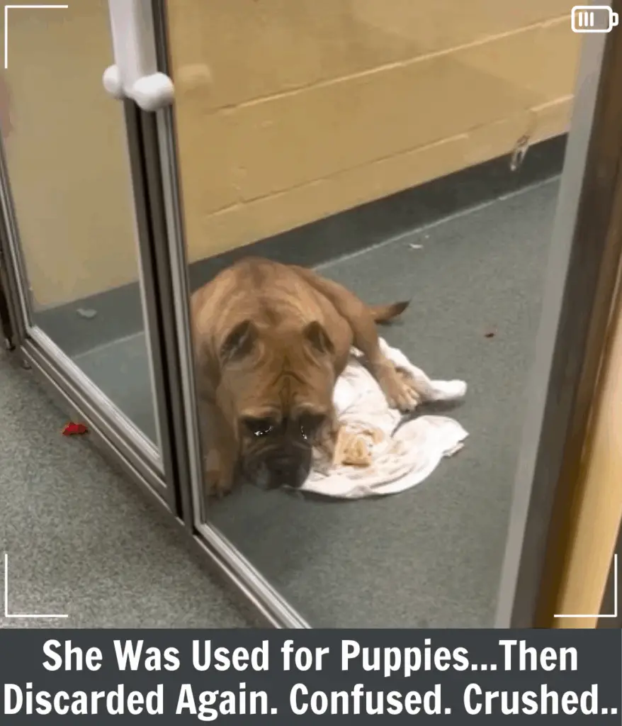 Read more about the article Kelly’s Story: A Mama Dog Still Waiting for the Forever Home She Deserves