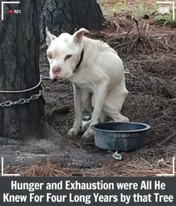 Read more about the article Hero’s Journey: From Four Years of Neglect to a Life Overflowing With Love