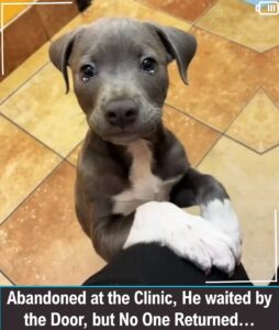 Read more about the article Neglected at the Vet Clinic: A Puppy’s Three-Day Wait for a Human Who Almost Never Came Back