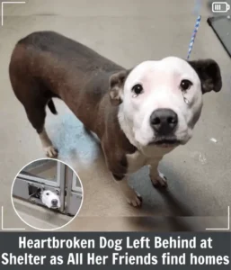 Read more about the article Heartbroken Chauncey Discovers Joy After Watching All Her Friends Get Adopted