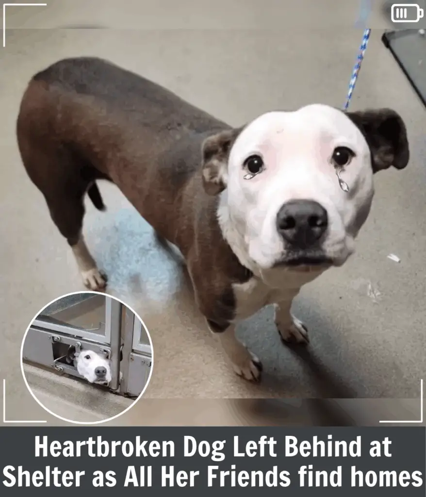 You are currently viewing Heartbroken Chauncey Discovers Joy After Watching All Her Friends Get Adopted