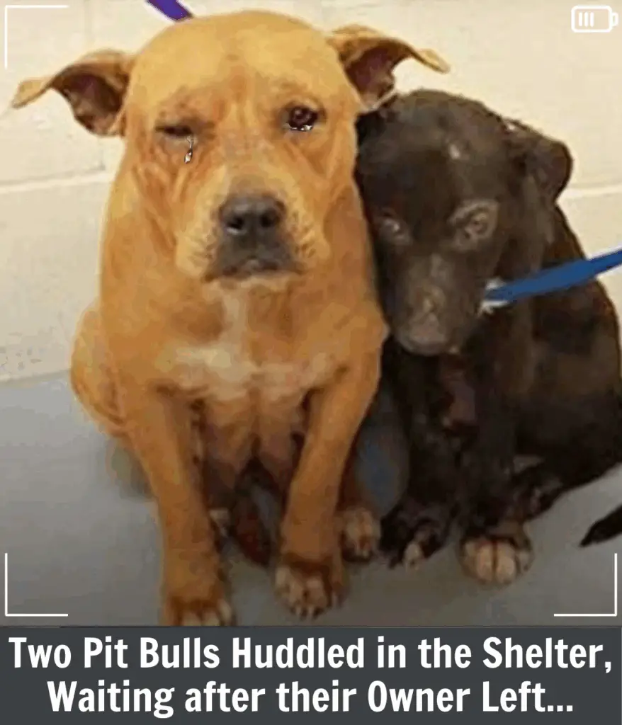 Read more about the article Louie and Bridget: The Unbreakable Bond of Two Dogs Who Refused to Be Alone