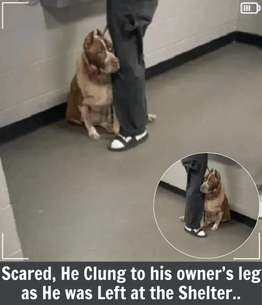 You are currently viewing Seymour’s Heartbreaking Goodbye Turns Into a Beautiful New Beginning