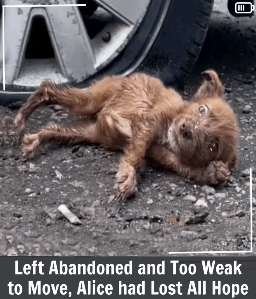 You are currently viewing Alice’s Journey: From Abandonment to a Life Wrapped in Love